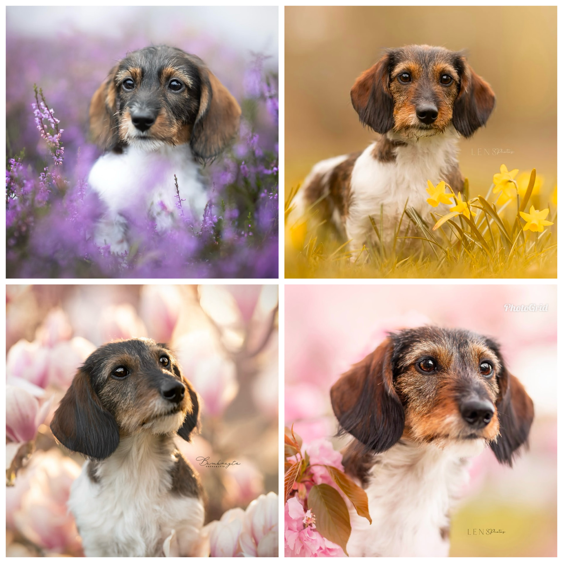 Teckel Jente, collage foto 1